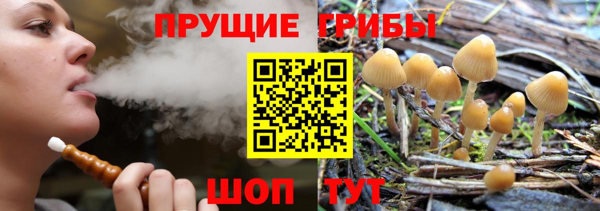 Псилоцибиновые грибы прущие грибы Великий Устюг